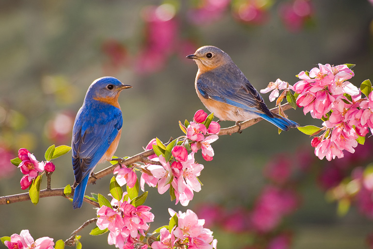 Bird Watching